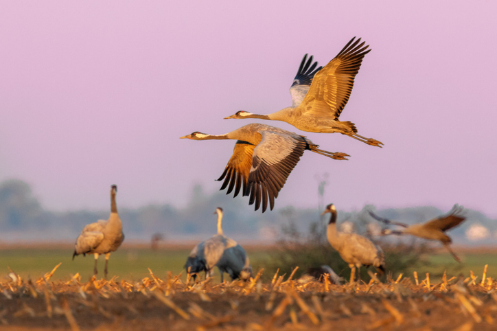 Infection of new wild bird species is driving Europe’s soaring avian flu 