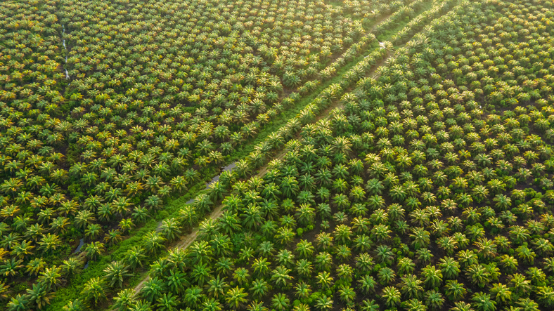 Businesses look to import palm oil sustainably as EU legislation bites