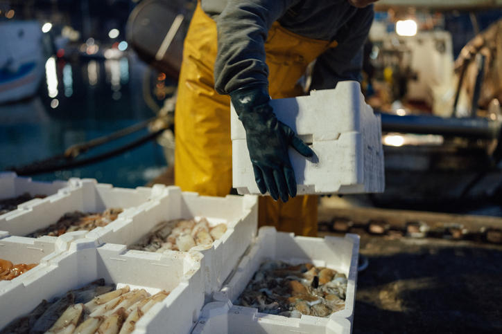 Squid: The Unregulated Frontier of Sustainable Fisheries