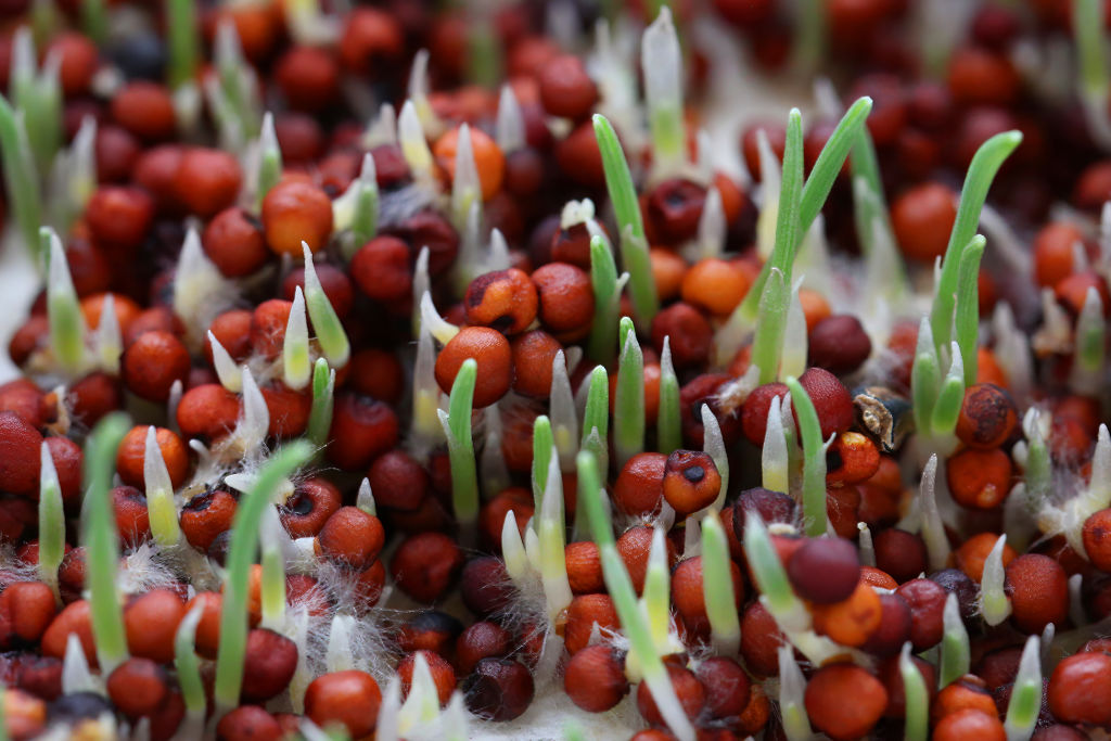 Sowing consensus: Countries aim to break seed treaty deadlock in Peru