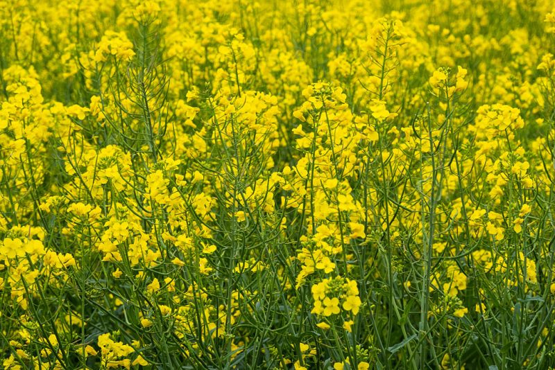 Scientists warn against plan to promote biofuels at COP30