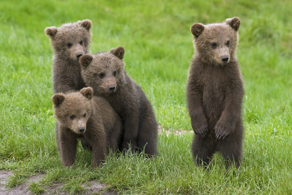 Can Brussels save Slovakia's bears?