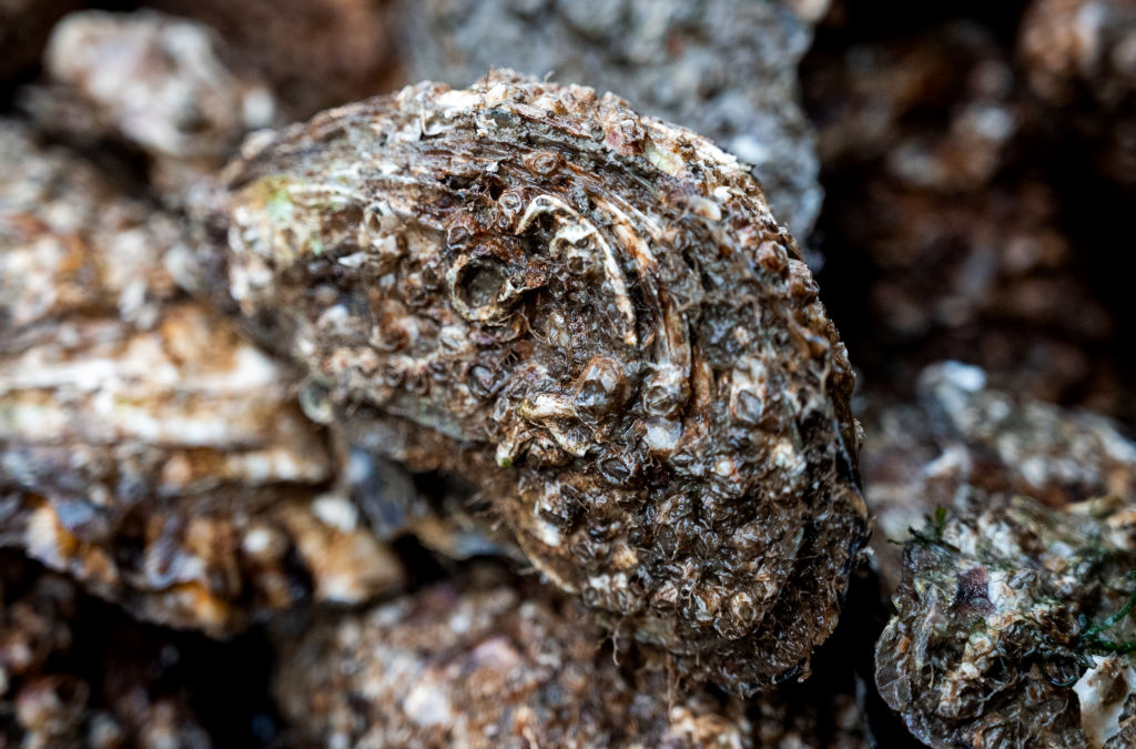 Belgium to test European-first method to restore North Sea oyster reefs offshore